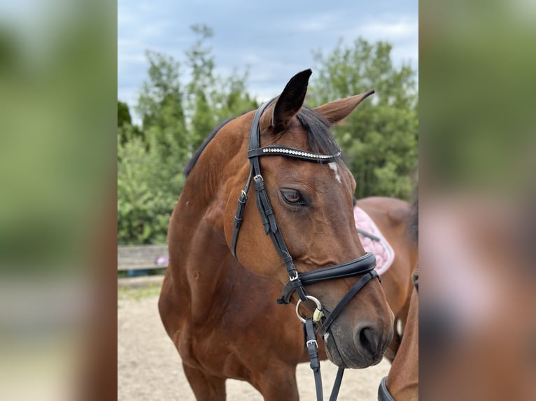 Holstein Giumenta 18 Anni 168 cm Baio in Berndorf