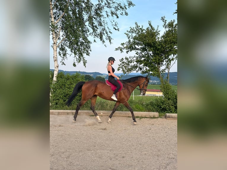 Holstein Giumenta 18 Anni 168 cm Baio in Berndorf