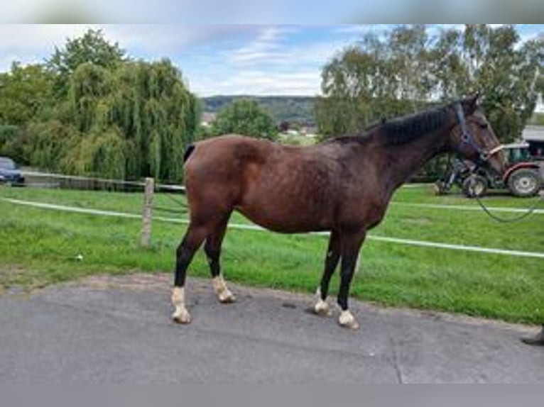 Holstein Giumenta 18 Anni 168 cm Baio in Arnsberg
