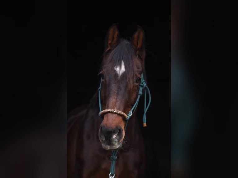 Holstein Giumenta 18 Anni 168 cm Baio in Schlüchtern