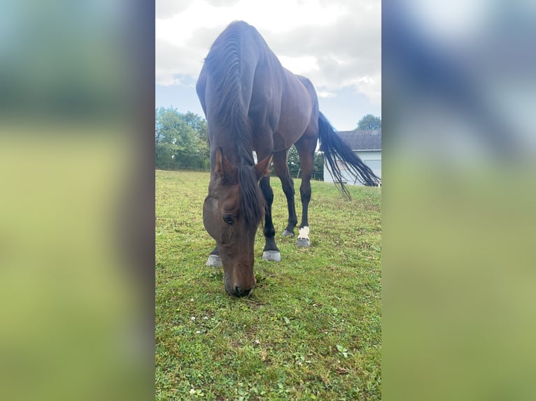 Holstein Giumenta 18 Anni 168 cm Baio in Schlüchtern