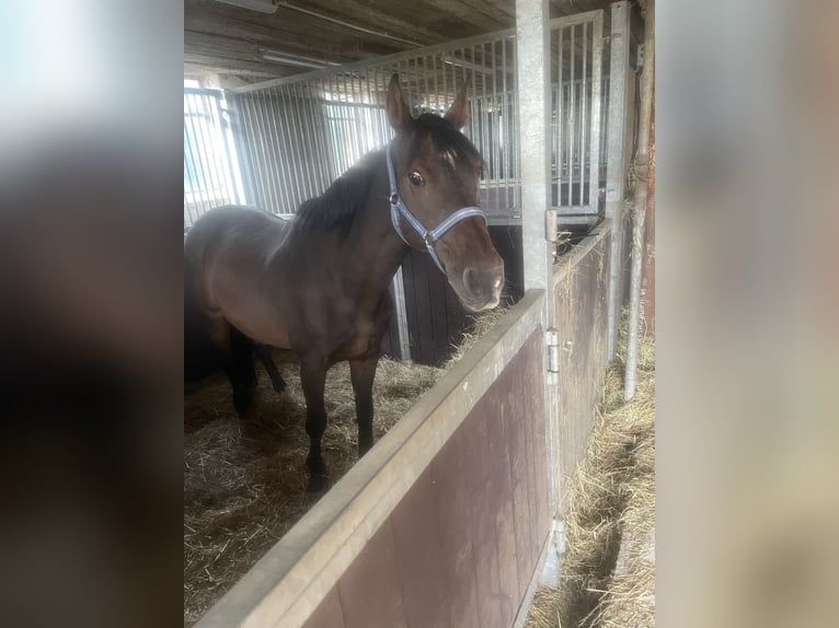 Holstein Giumenta 18 Anni 168 cm Baio in Schlüchtern