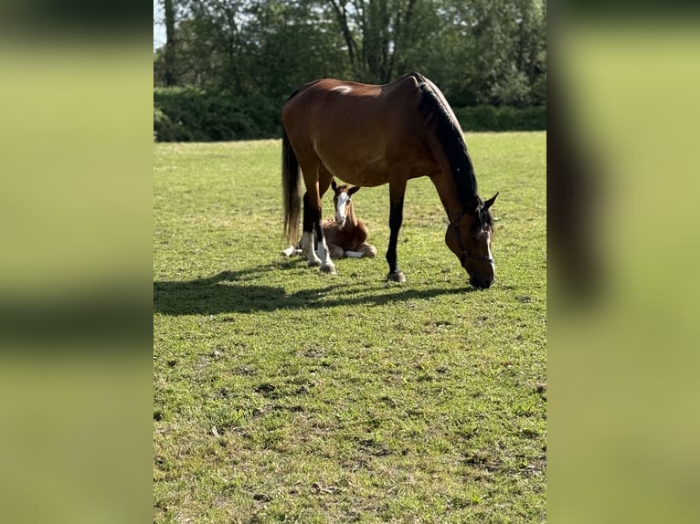 Holstein Giumenta 18 Anni 170 cm Baio in Pinneberg