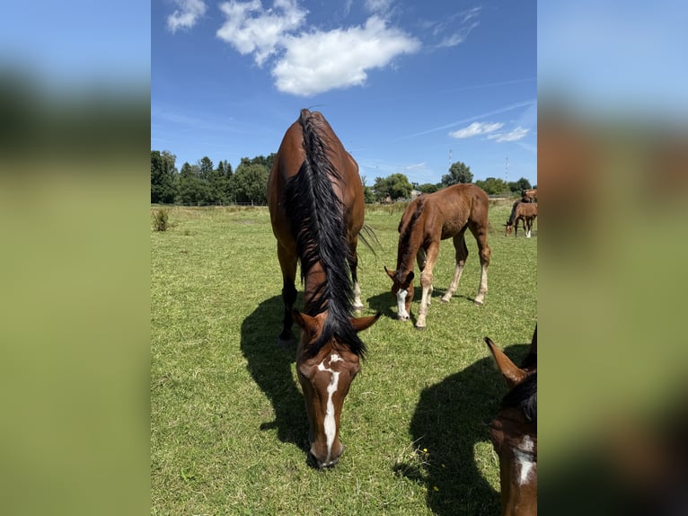 Holstein Giumenta 18 Anni 170 cm Baio in Pinneberg