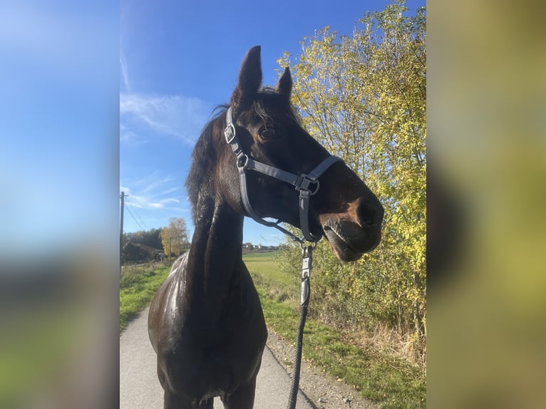 Holstein Giumenta 18 Anni 170 cm Baio scuro in Dortmund