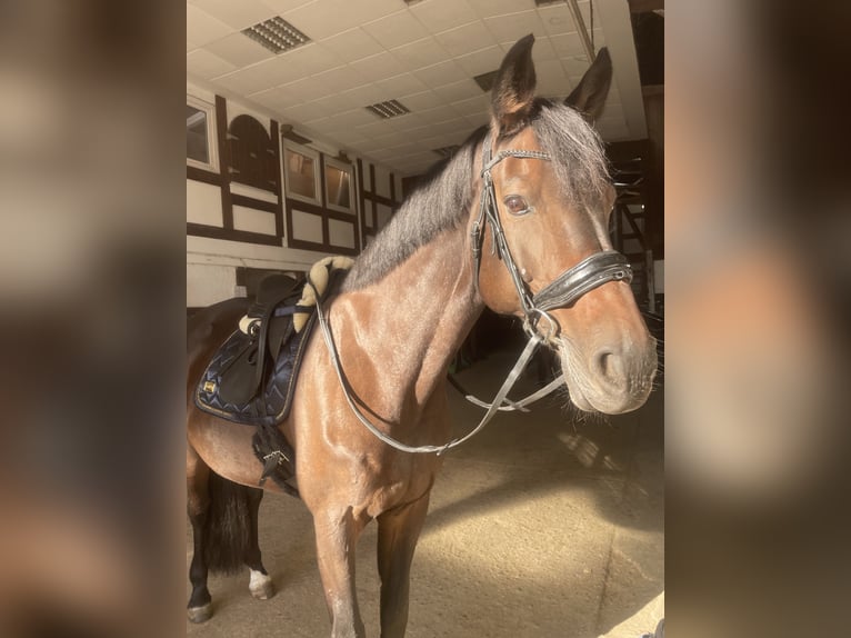 Holstein Giumenta 18 Anni 170 cm Baio scuro in Dortmund