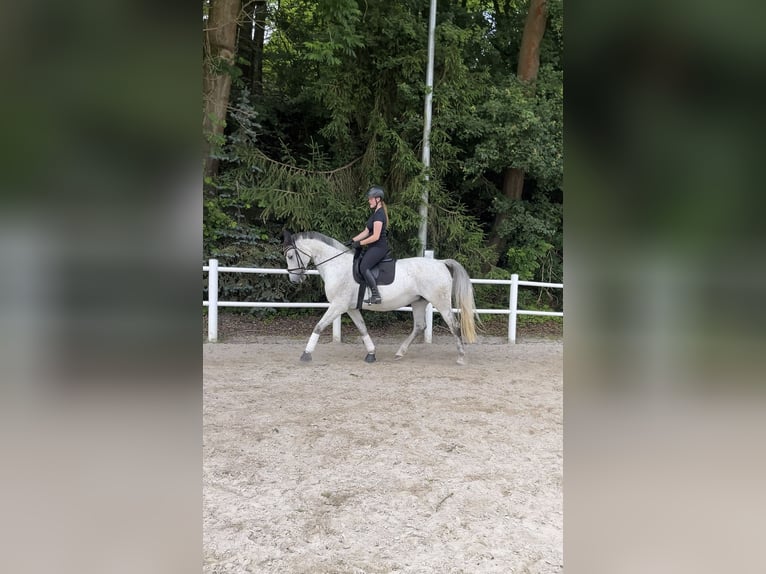 Holstein Giumenta 18 Anni 172 cm Grigio in Kletkamp