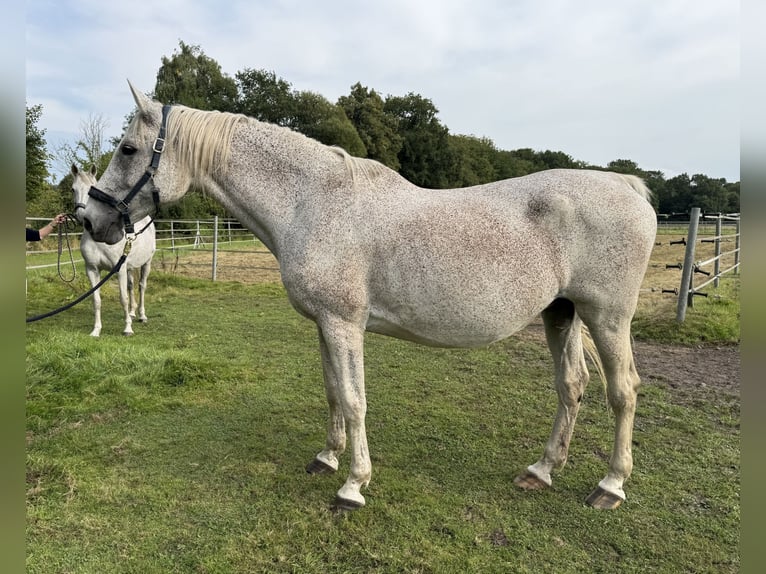 Holstein Giumenta 18 Anni 173 cm Grigio in Oersdorf