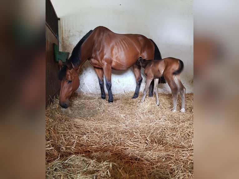 Holstein Giumenta 18 Anni Baio ciliegia in Krapinske Toplice