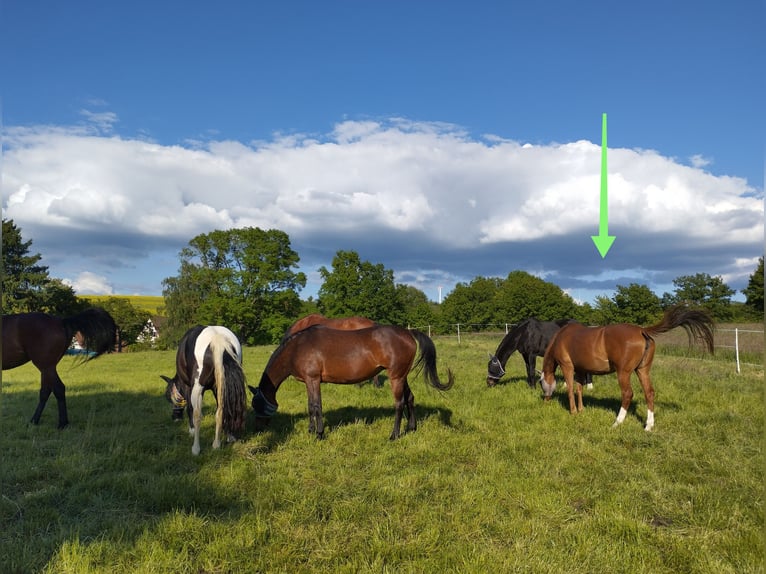 Holstein Giumenta 19 Anni 162 cm Sauro in Gudensberg