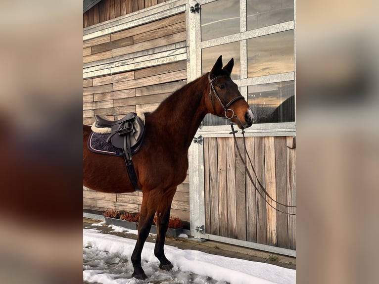 Holstein Giumenta 19 Anni 167 cm Baio scuro in Leipzig
