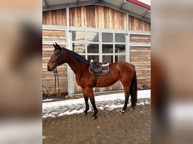 Holstein Giumenta 19 Anni 167 cm Baio scuro in Leipzig