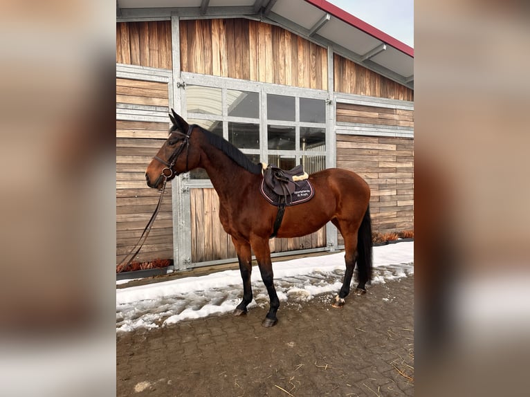 Holstein Giumenta 19 Anni 167 cm Baio scuro in Leipzig