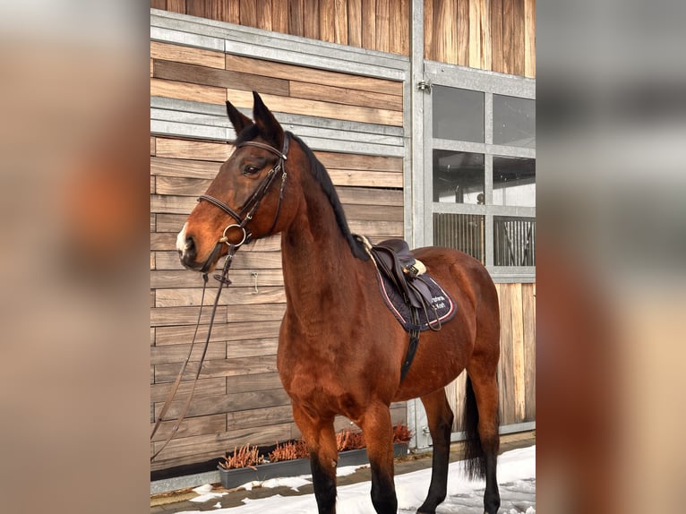 Holstein Giumenta 19 Anni 167 cm Baio scuro in Leipzig