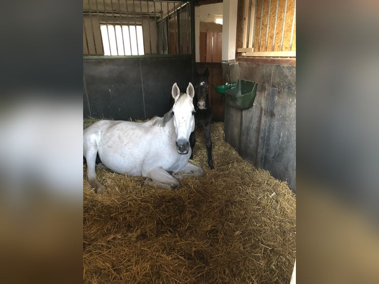 Holstein Giumenta 19 Anni 167 cm Grigio in Rhönblick