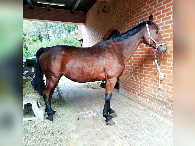 Holstein Giumenta 19 Anni Baio ciliegia in Krapinske Toplice