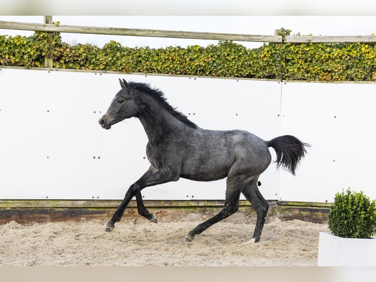 Holstein Giumenta 1 Anno 144 cm Grigio in Waddinxveen