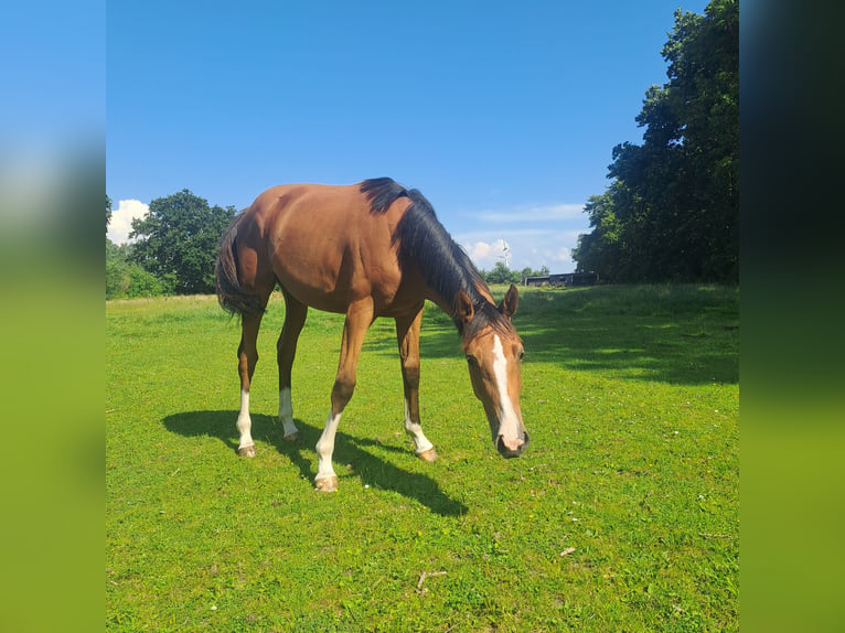 Holstein Giumenta 1 Anno 165 cm Baio in Dörpum