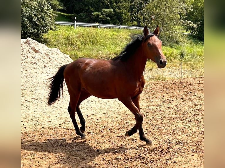 Holstein Giumenta 1 Anno 168 cm Baio in Dietfurt an der Altmühl