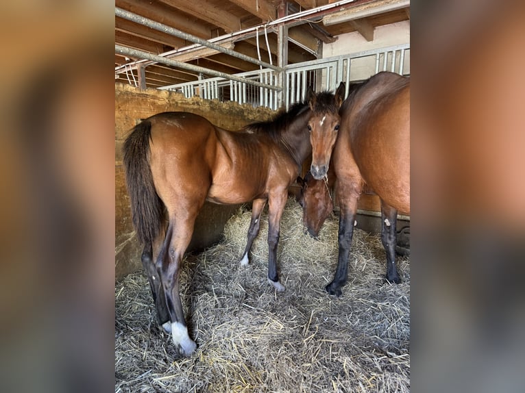 Holstein Giumenta 1 Anno Baio in Rosbach vor der Höhe Ober-Rosbach