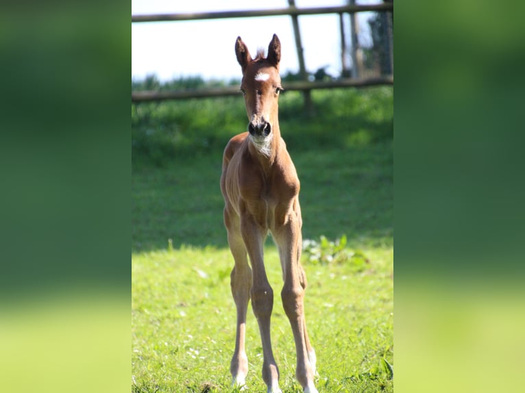 Holstein Giumenta 1 Anno Baio chiaro in Langwedel