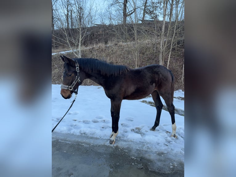 Holstein Giumenta 1 Anno Baio nero in Moos