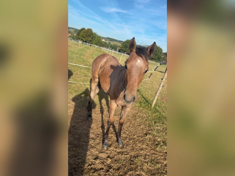 Holstein Giumenta 1 Anno Può diventare grigio in Lauterbach