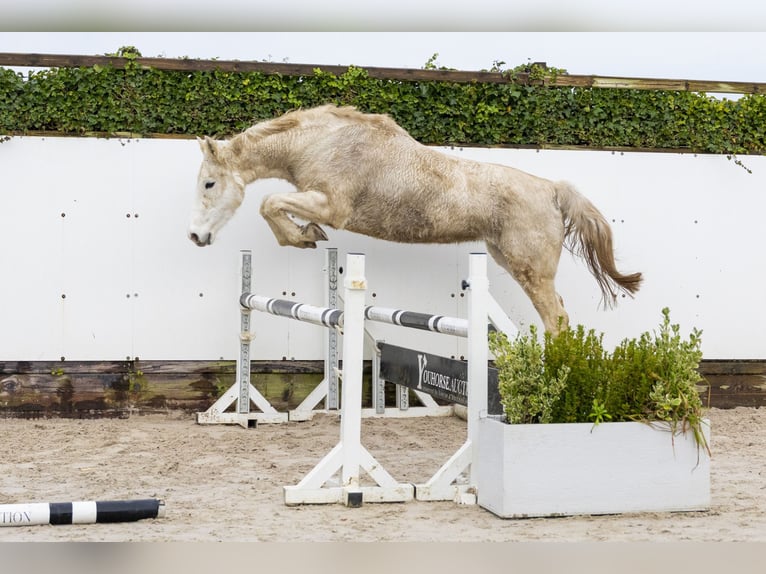 Holstein Giumenta 20 Anni 162 cm Grigio in Waddinxveen