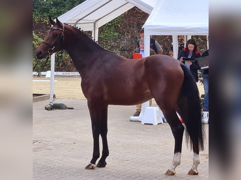 Holstein Giumenta 20 Anni 171 cm Baio scuro in wonfurt