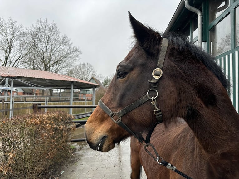 Holstein Giumenta 21 Anni 170 cm Baio in Lübeck