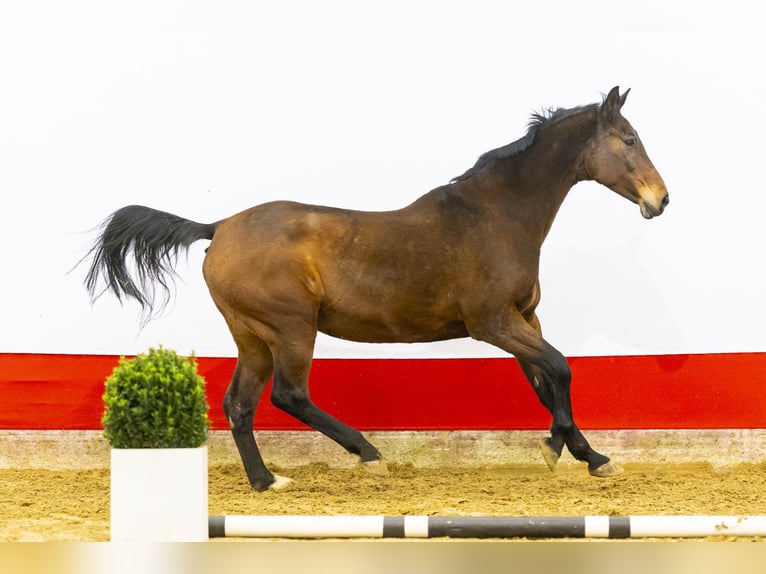 Holstein Giumenta 21 Anni 171 cm Baio in Waddinxveen