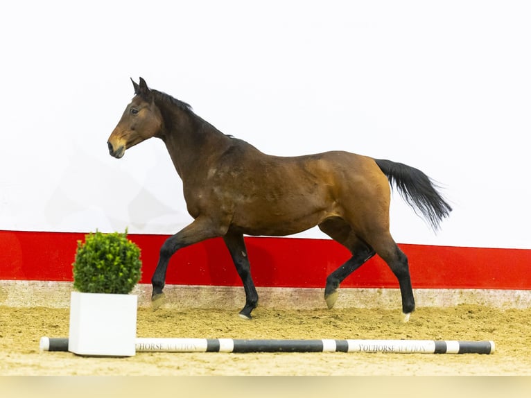 Holstein Giumenta 21 Anni 171 cm Baio in Waddinxveen