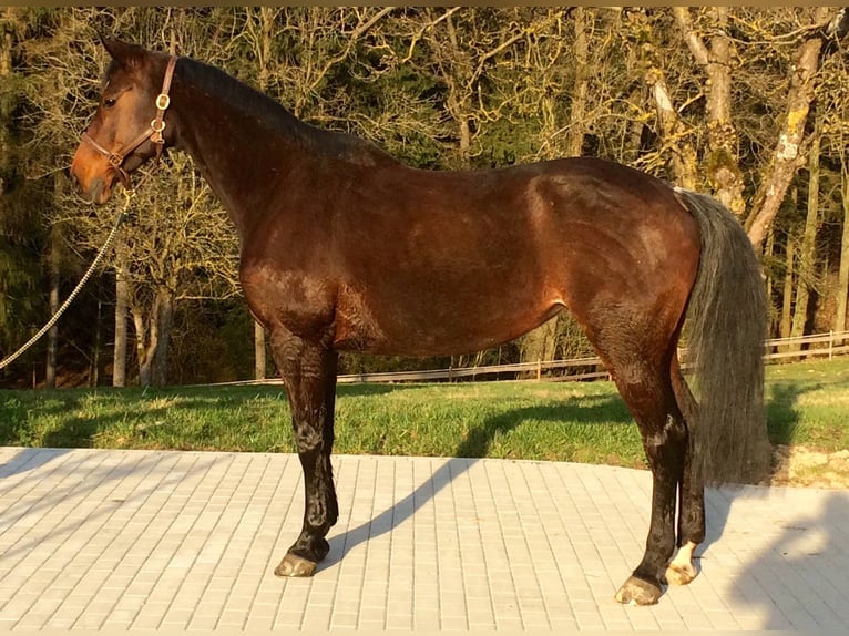 Holstein Giumenta 21 Anni 175 cm Baio in BurgerdingAndorf