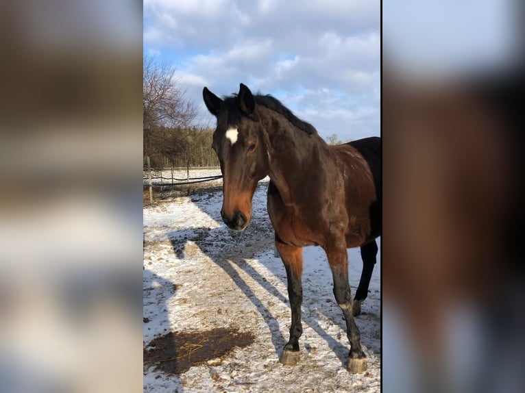 Holstein Giumenta 21 Anni 175 cm Baio in BurgerdingAndorf