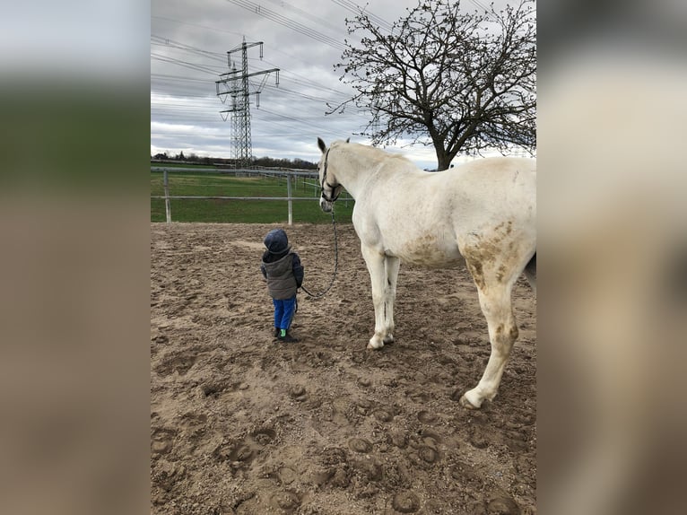 Holstein Giumenta 22 Anni 155 cm Grigio in Laudenbach