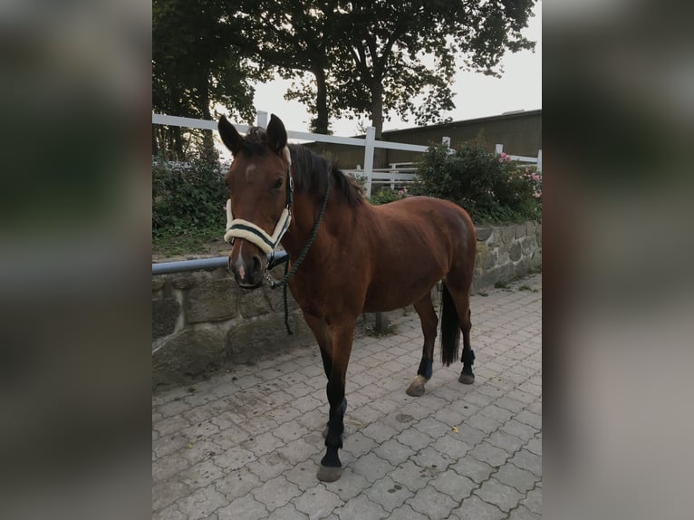 Holstein Giumenta 22 Anni 165 cm Baio in Steinbergkirche