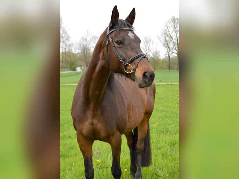 Holstein Giumenta 23 Anni 161 cm Baio scuro in Bad Füssing