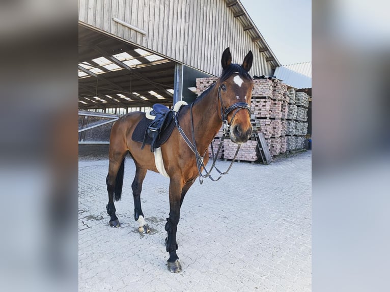 Holstein Giumenta 23 Anni Baio chiaro in Rheinfelden