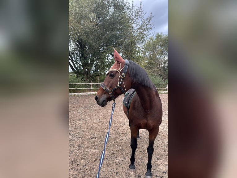 Holstein Giumenta 24 Anni 160 cm Baio in Untersiemau