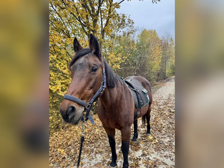 Holstein Giumenta 24 Anni 160 cm Baio in Untersiemau