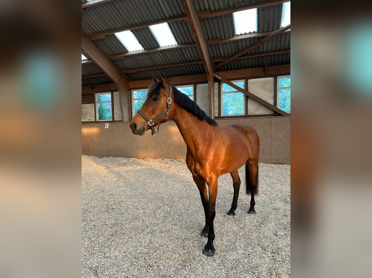 Holstein Giumenta 24 Anni 163 cm Baio in Schenefeld