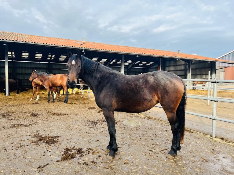 Holstein Giumenta 2 Anni 164 cm Baio scuro in Goch