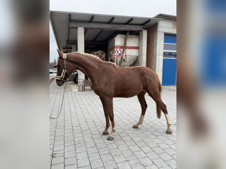 Holstein Giumenta 2 Anni 166 cm Sauro in Schwandorf