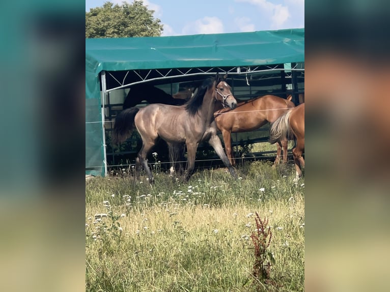 Holstein Giumenta 2 Anni 167 cm Grigio ferro in Pilsen