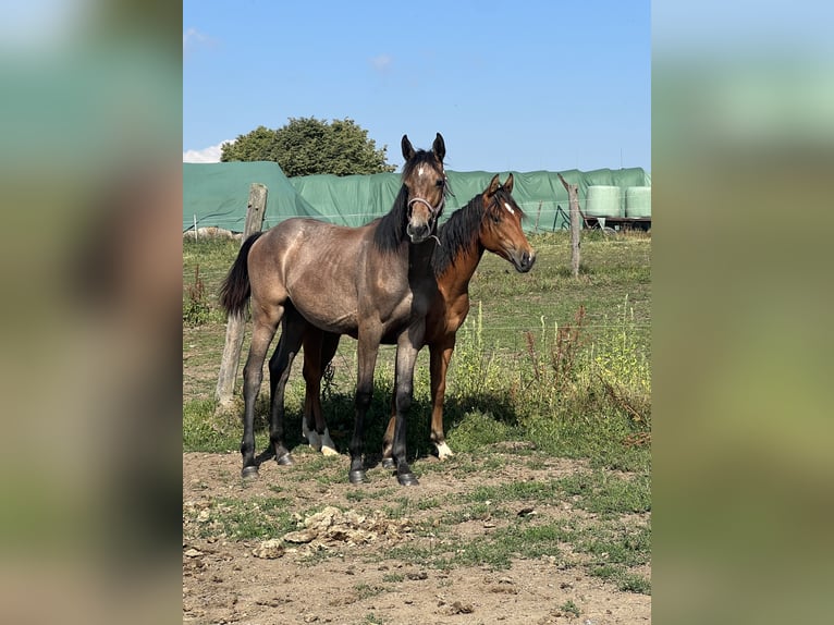 Holstein Giumenta 2 Anni 167 cm Grigio ferro in Pilsen