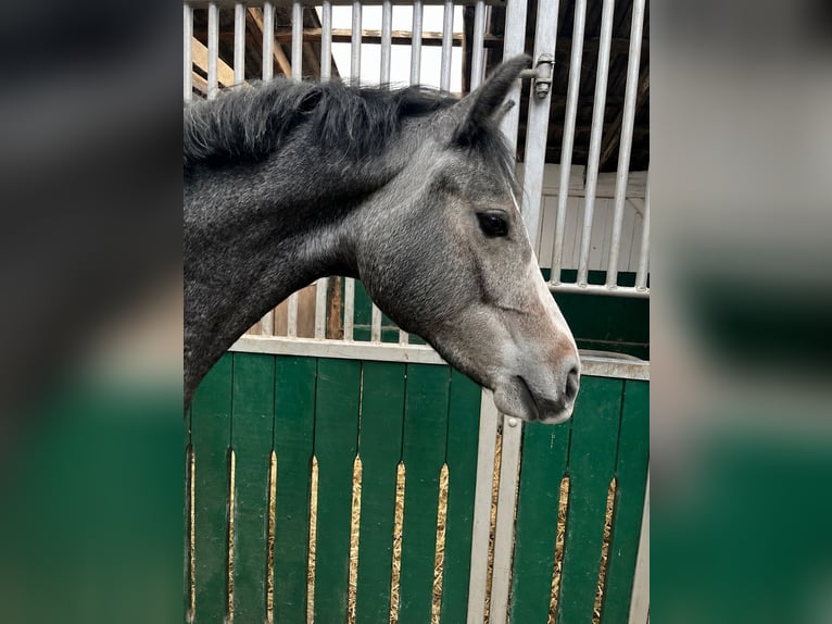 Holstein Giumenta 2 Anni 168 cm Grigio in Nettelsee