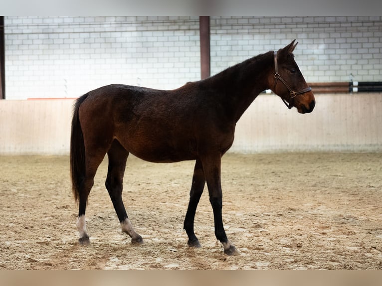 Holstein Giumenta 2 Anni Baio in Glandorf