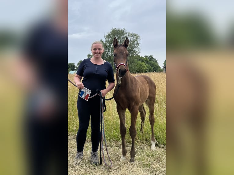 Holstein Giumenta 2 Anni Baio in Putlitz