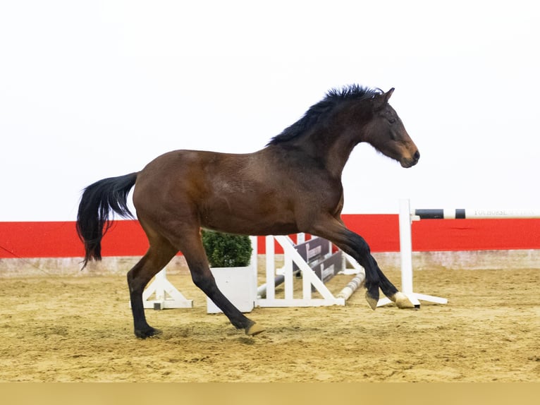 Holstein Giumenta 3 Anni 154 cm Baio in Waddinxveen