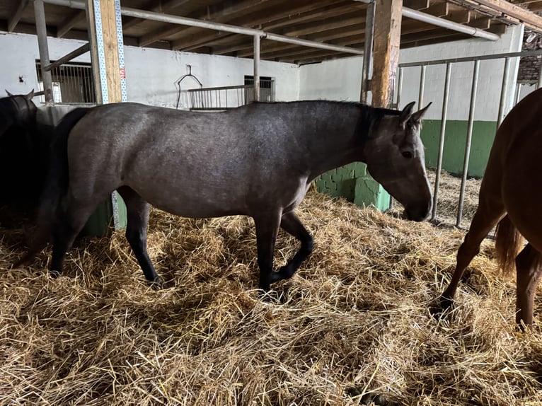 Holstein Giumenta 3 Anni 154 cm Grigio in Wöhrden/ Heide